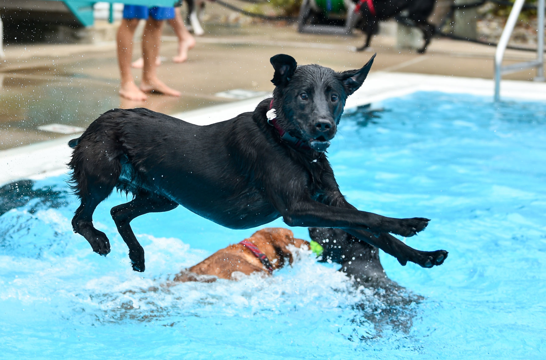 082919-bet-doggysplash-137a.JPG